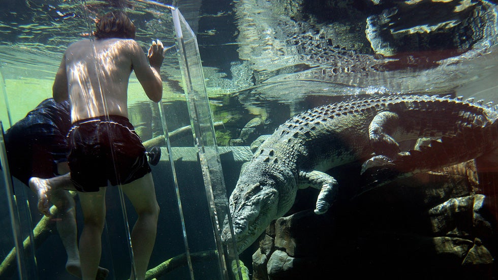 Saltwater Crocodile Australia Cage Diving