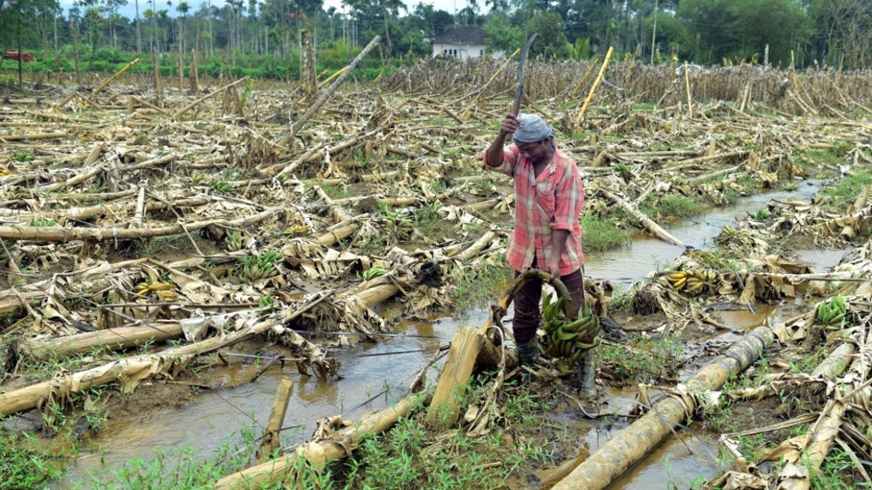 Incessant Post-Monsoon Rains Damage Crops in Maharashtra; Cause Losses Over ₹5,000 Crores | The Weather Channel