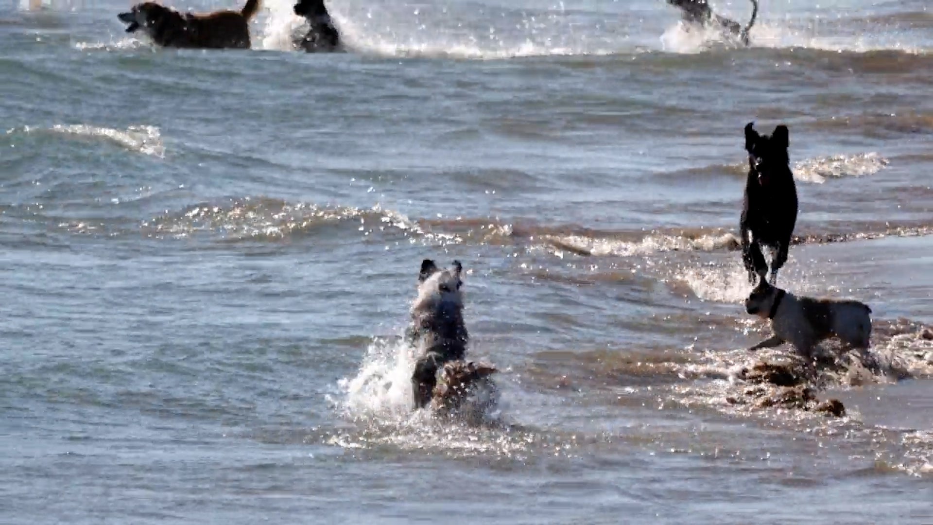 Hit The Beach With Your Pup At These Dog-Friendly Beaches