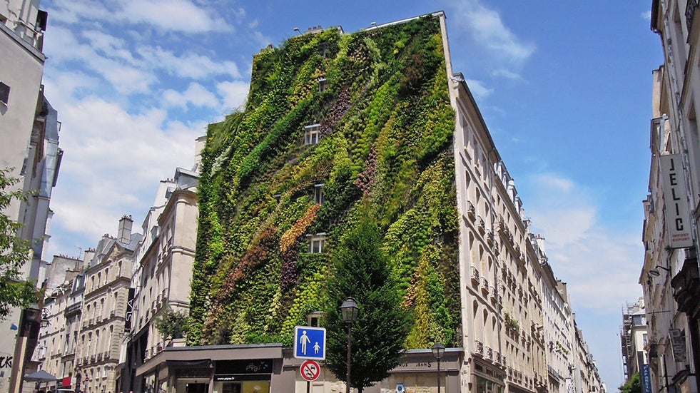 A view of the wall as the garden grew in June 2013. (Courtesy: Patrick Blanc)