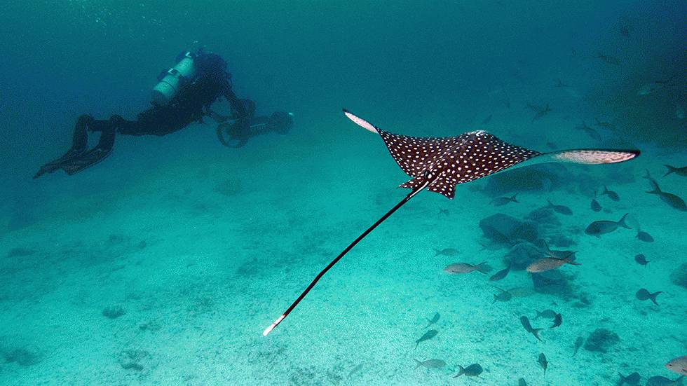 In this May 2013 photo provided by Catlin Seaview Survey, Christophe Bailhache with an SVII camera is escorted underwater by a Spotted Eagle Ray during a survey dive in the Galapagos Islands. Few have laid eyes on many of the volcanic islands of the Galapagos archipelago that remain closed to tourists. (AP Photo/Catlin Seaview Survey)