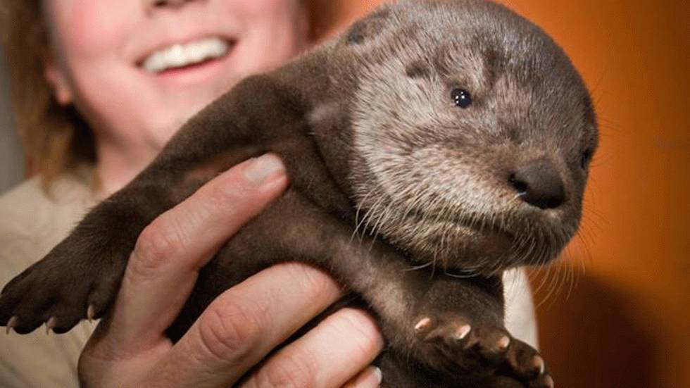 Mo, the Oregon Zoo's baby river otter, is seen being held by a zoo employee on March 15, 2013. It was born on Jan. 28. (Oregon Zoo/Facebook)