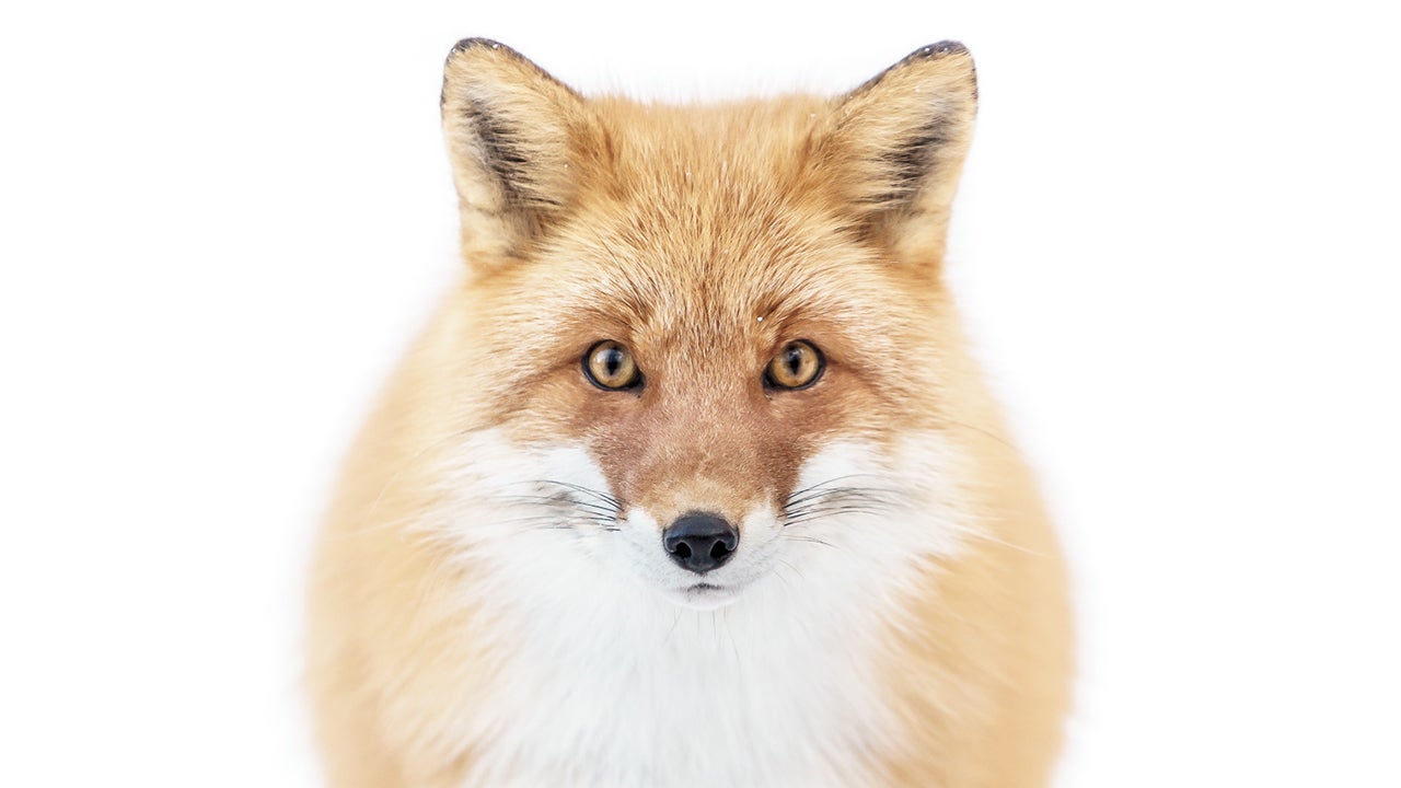 A close-up of a fox in Hokkaido, Japan. (Hiroki Inoue)