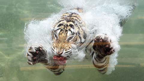 A Bengal Tiger named Akasha dives into the water after a piece of meat at Six Flags Discovery Kingdom on June 20, 2012 in Vallejo, Calif. (Justin Sullivan/Getty Images)