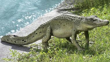 We wonder how many times trappers would get called to your house, only to find out the croc by your pond is just a statue? (Image: Skymall.com)