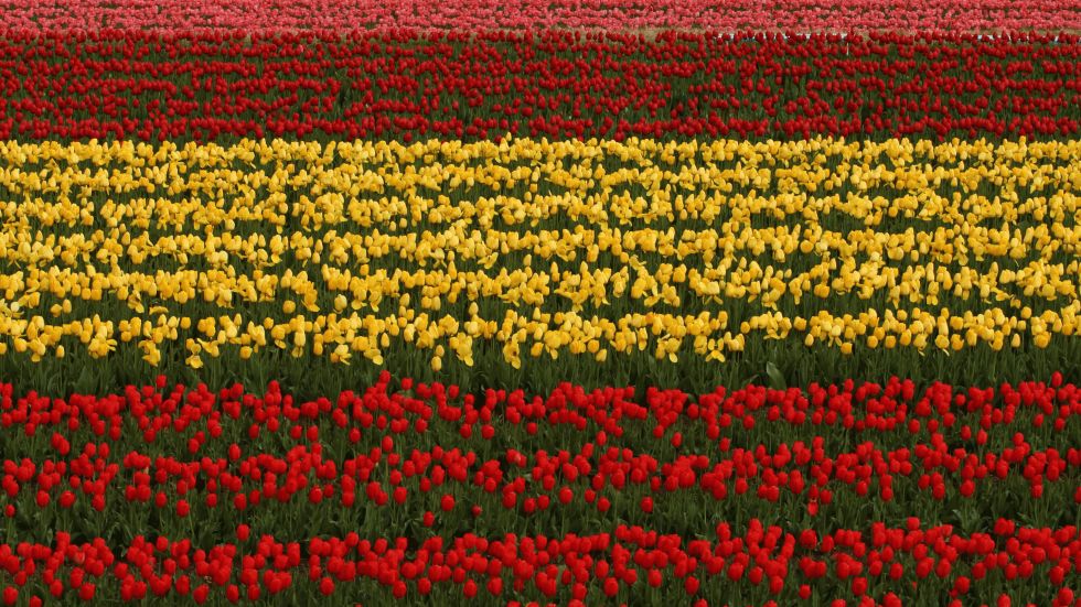 A view of a tulip field in full bloom at the Tanto Tulip Festival on April 22, 2013, in Toyooka, Hyogo, Japan. (Buddhika Weerasinghe/Getty Images)