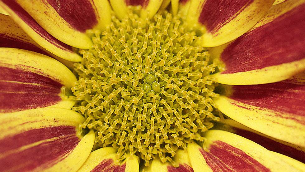 This intimate macro shot shows the viewer the tiny details of a common flower in a garden. (Boris Schauer)