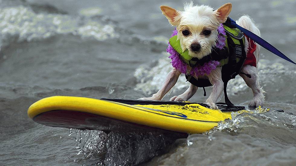 A dog participates in the 4th Annual Loews Coronado Bay Resort surf dog competition in Imperial Beach, south of San Diego, Calif., on June 20, 2009. (Gabriel Bouys/AFP/Getty Images)