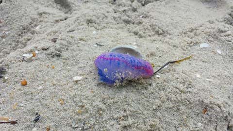 A Portuguese man o' war is seen washed up on Harvey Cedars Beach, in Ocean County, N.J., on June 21, 2015. (Harvey Cedars Beach Patrol)