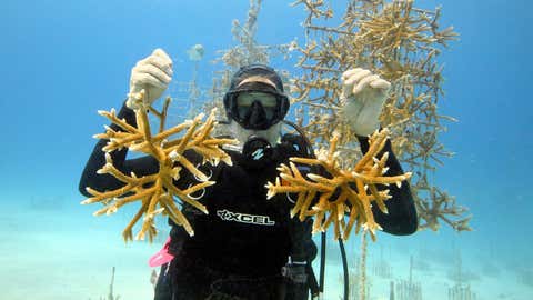 Ken Nedimyer, president of the Coral Restoration Foundation, poses in the organization's coral nursery off Key Largo, Fla., with juvenile coral cuttings. (AP Photo/Coral Restoration Foundation via the Florida Keys News Bureau, Kevin Gaines)