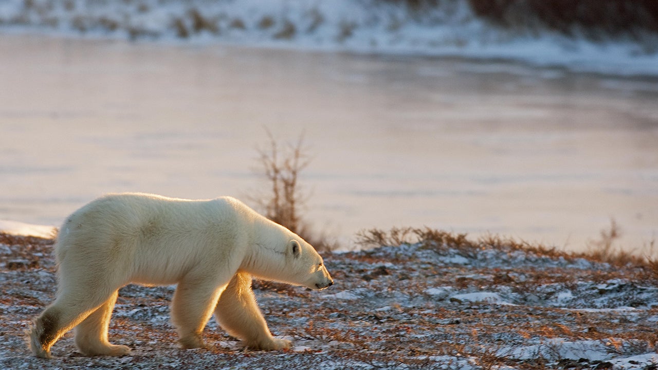 A Polar Bear walks on the frozen tundra waiting for the Hudson Bay to freeze-over outside Churchill, Manitoba, Canada. (PAUL J. RICHARDS/AFP/Getty Images)