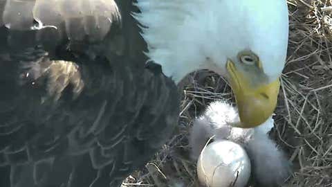 D C 039 S New Bald Eaglets Have Already Formed A Sibling Rivalry The Weather Channel Articles From The Weather Channel Weather Com D C 039 S New Bald Eaglets Have Already Formed A Sibling Rivalry The Weather Channel Articles From The Weather Channel Weather Com
