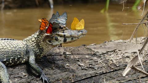 Colorful butterflies gather on the head of this caiman to collect salt - an important mineral for their survival. (Marc Cowan / The Royal Society Publishing Photo Competition)