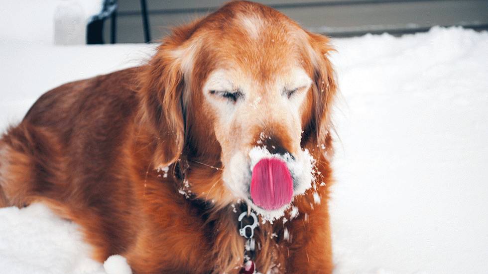 Massapequa, N.Y. (iWitness/LBRAUN)