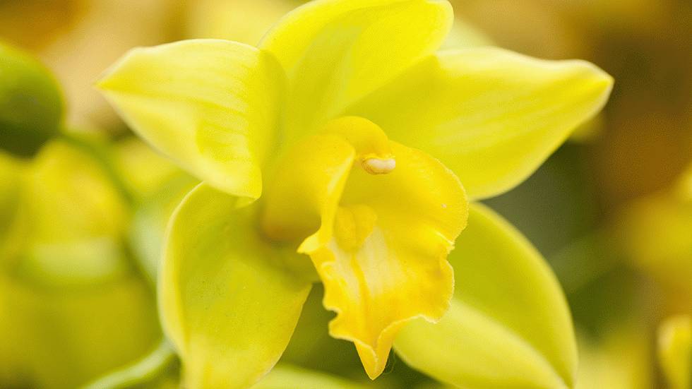A close-up of a Cymbidium at The New York Botanical Garden's 'Orchid Show.' (Ivo M. Vermeulen)