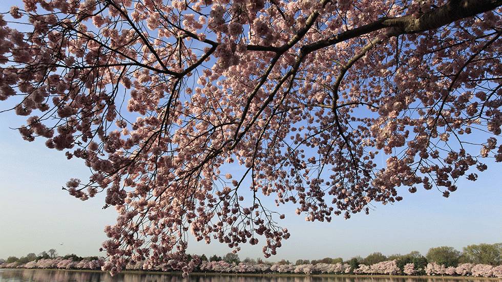 Cherry blossoms bloom along the Tidal Basin in Washington on April 9, 2013. (Marc-Antoine Baudoux/AFP/Getty Images)