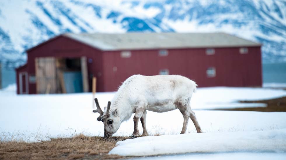 A reindeer eats grass on June 4, 2010 in Ny-Alesund in the Svalbard archipelago. (MARTIN BUREAU/AFP/Getty Images)