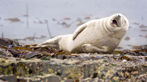 Highly Commended. 'It's not funny...I've got cramp in my flipper!' (Julie Hunt / Comedy Wildlife Photography Awards)