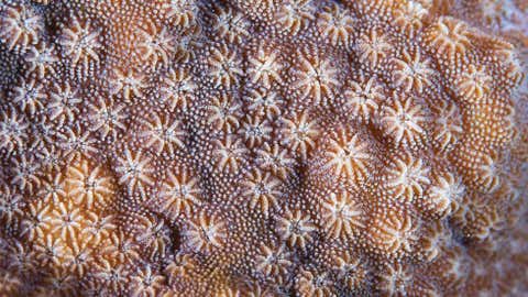 Russian photographer Alexander Semenov captures a close-up image of coral from the Red Sea. (Alexander Semenov)