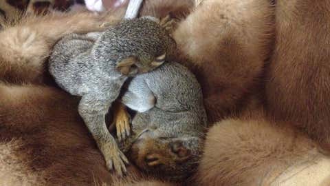 Orphaned Baby Animals Nuzzle With Recycled Furs The Weather Channel Articles From The Weather Channel Weather Com