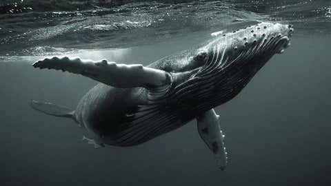 Humpback whale calf Beethoven, 2006. (Bryant Austin/Studio Cosmos)