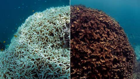 A before and after image of coral at Lizard Island on the Great Barrier Reef after undergoing bleaching in March 2016, and after it died and became covered in algae in May 2016.