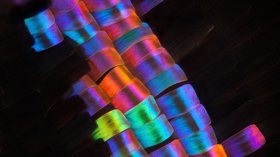Sunset moth wing scales. (Linden Gledhill)