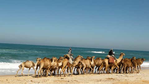 Bedouins shepherd their camels along the beach from Deir Al-Balah in the central Gaza Strip towards Gaza City on March 25, 2013. The camels are driven to fertile fields to graze and return home at the end of the day. (MOHAMMED ABED/AFP/Getty Images)