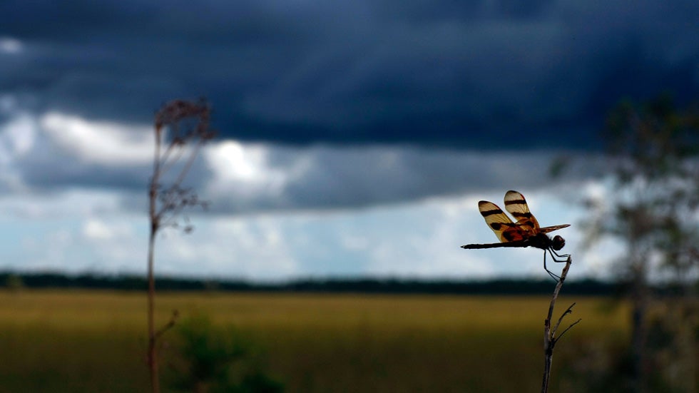 A dragonfly hangs onto a stick in the Florida Everglades Sept. 12, 2007 in the Everglades National Park, Florida. (Joe Raedle/Getty Images)