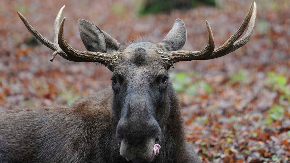 A moose licks its lips at 'Schwarze Berge' animal park, south of Hamburg, in Rosengarten, on Dec. 4, 2012. Over a thousand animals live at the park with an area of 50 hectares. (Axel Heimken/AFP/Getty Images)