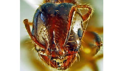 A fire ant. (Kira Metz/USDA)