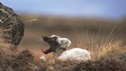 An Arctic fox on the tundra of West Greenland. (Jeff Kerby, Eric Post lab, Penn State University)