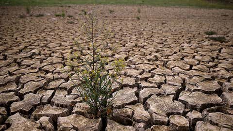 Weeds grow in dry cracked earth that used to be the bottom of Lake McClure on March 24, 2015 in La Grange, Calif. (Justin Sullivan/Getty Images)