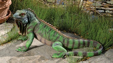 Iggy the Iguana comes in two sizes, helpful to fit any size garden. (Image: Skymall.com)
