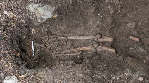 A medieval skeleton was discovered under an old beech tree uprooted in May during several storm in Collooney, Ireland. (Thorsten Kahlert, Sligo-Leitrim Archaeological Services)