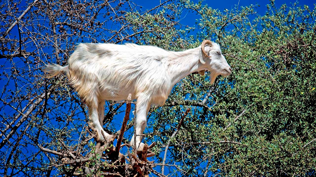 Mountain Goats How Do They Do It Photos The Weather