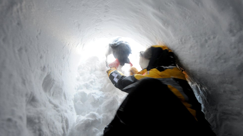An avalanche dog frees a person buried in the snow, on December 11, 2012, during an avalanche dogs training session near Les Deux Alpes ski resort in the French Alps. (JEAN-PIERRE CLATOT/AFP/Getty Images)