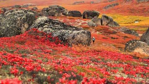 Stunning autumn colors near Serpentine Hot Springs at Bering Land Bridge National Preserve in Alaska. (NPS/Katie Cullen)