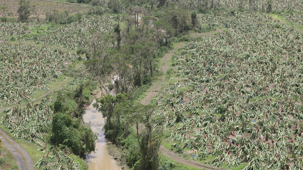 A banana field lies in ruins in Fort-de-France, Martinique, on Aug. 18, 2007. (PIERRE VERDY/AFP/Getty Images)
