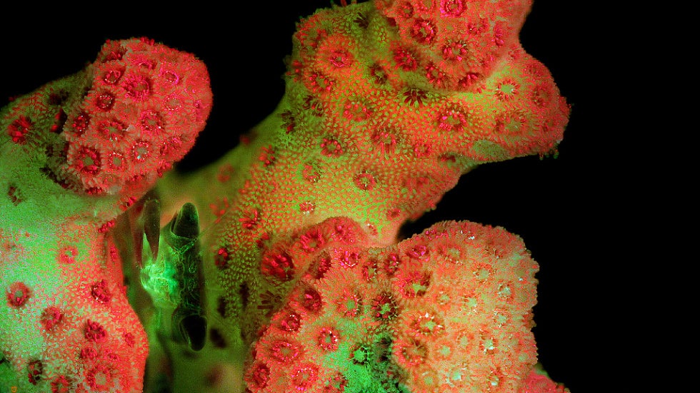 Hard coral lights up the ocean with colors, as a crab sits between branches. (Daniel Stoupin)