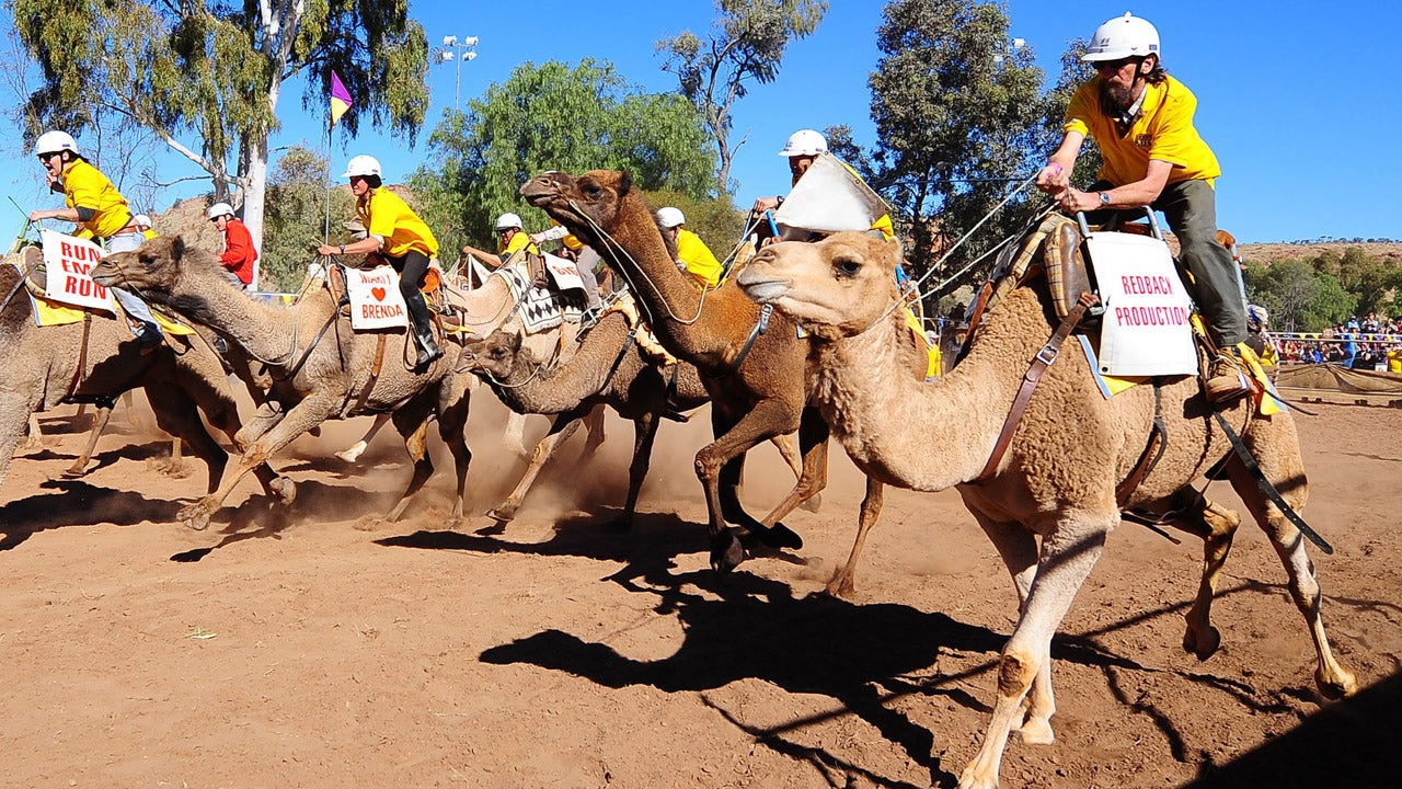 Competitors jostle for position during the 2011 Camel Cup camel racing event at Alice Springs, Australia on July 9, 2011. (STR/AFP/Getty Images)