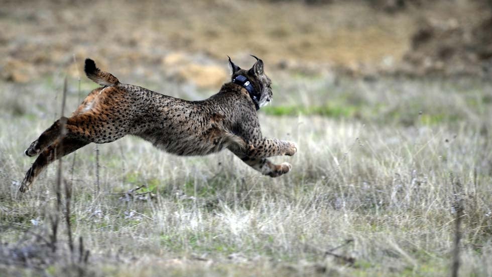 A lynx is released during the first experimental reintroduction of two Iberian lynxes in Villafranca de Cordoba, Spain, on Dec. 14, 2009. At the start of the 20th century there were 100,000 of the animals in Spain and Portugal, but the lynxes were reduced to barely 150 in 2002. (CRISTINA QUICLER/AFP/Getty Images)