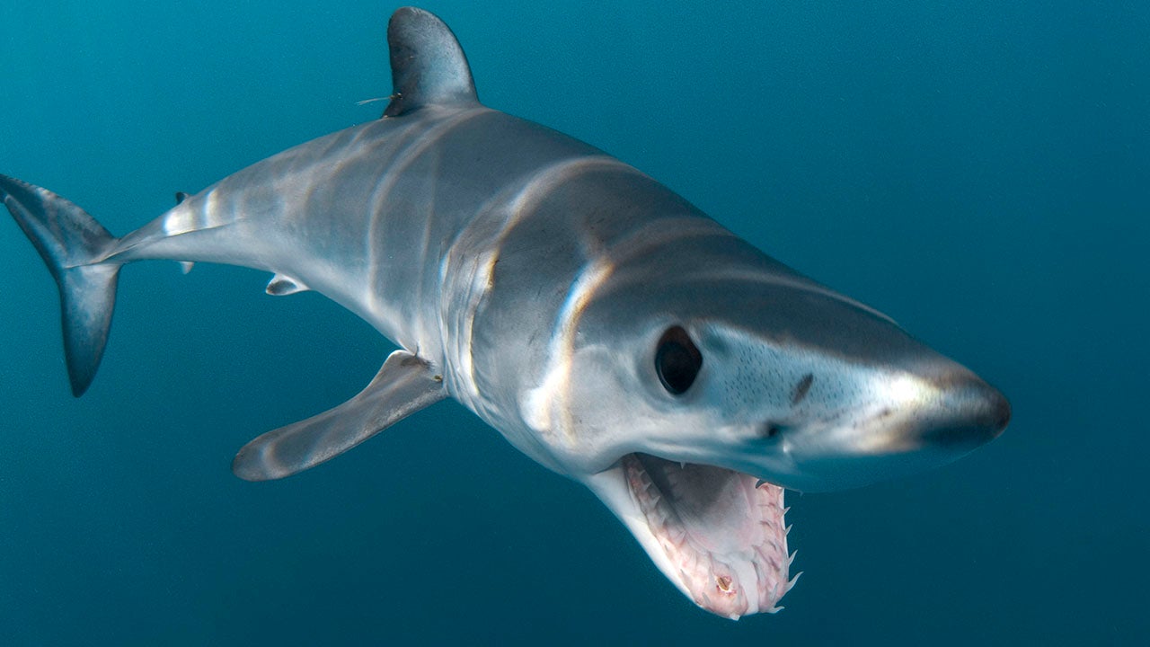 Andy Murch photographing a feeding shortfin mako shark. (Andy Murch/Caters News Agency)