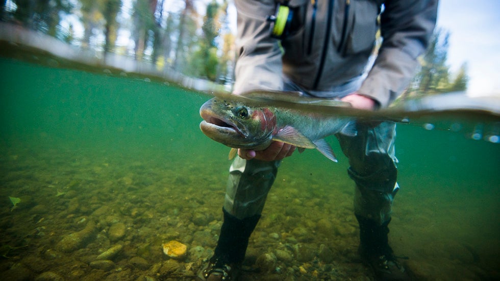 Andrew Bennet with a fine steelhead in hand, Methow River, Wash. (Jeremiah Watt)