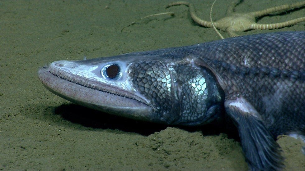 One of the stranger looking animals researchers saw in Veatch Canyon, a bathysaurus. These fish use their lower jaw to scoop in the sand. (AP Photo/NOAA)