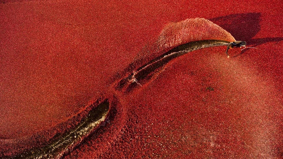 Ben Horan carves through a field of cranberries during a Red Bull Winch Session. (Ryan Taylor/Red Bull Illume)