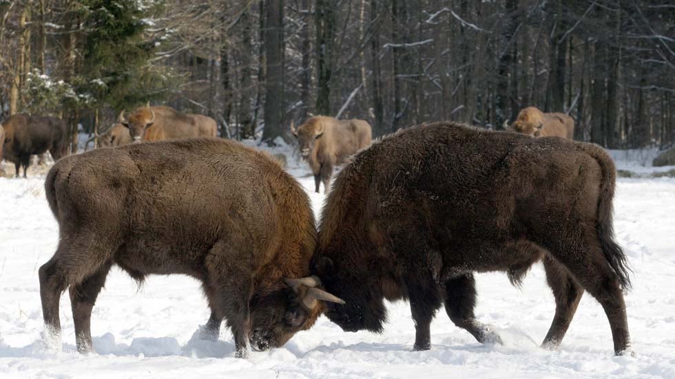 Bison lock horns on Feb. 17, 2009 in the Bialowieza National Park. Some 800 bison roam the Bialowieza mountains. The animals are considered living miracles after the whole population of 700 beasts was massacred by local poachers and the German divisions present during WWI. (GRZEGORZ JAKUBOWSKI/AFP/Getty Images)