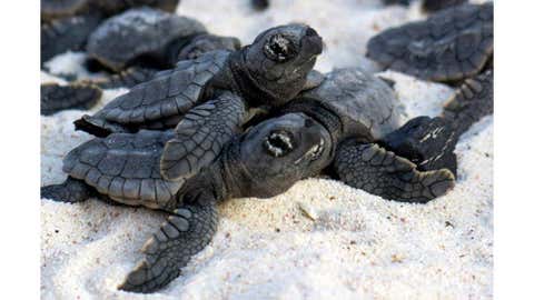 Volunteers formed a wall of people to help lead baby loggerhead sea turtles to the ocean on the Caribbean island of Bonaire on July 1, 2013. (Sea Turtle Conservation Bonaire/Jannie Koning)