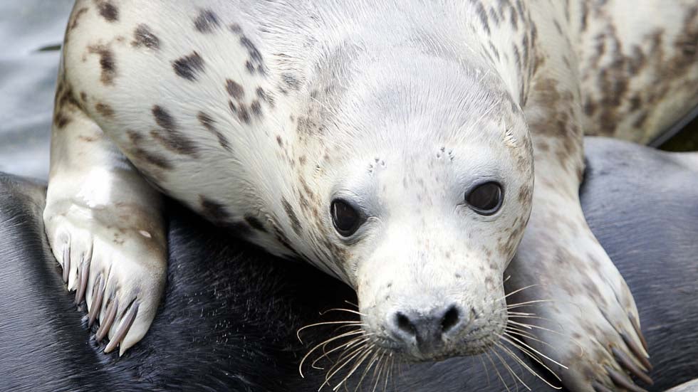 A grey seal is released on the southern coast near Czolpino on the Baltic sea, June 2005. Early this week, 10 young grey seals were released into the chilly waters of the Baltic as part of a project to reintroduce the voracious carnivores to the southern Baltic. (JANEK SKARZYNSKI/AFP/Getty Images)