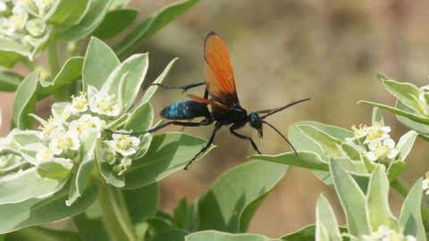 A tarantula hawk. (WhitneyCranshaw/ColoradoStateUniversity/Bugwood.org)